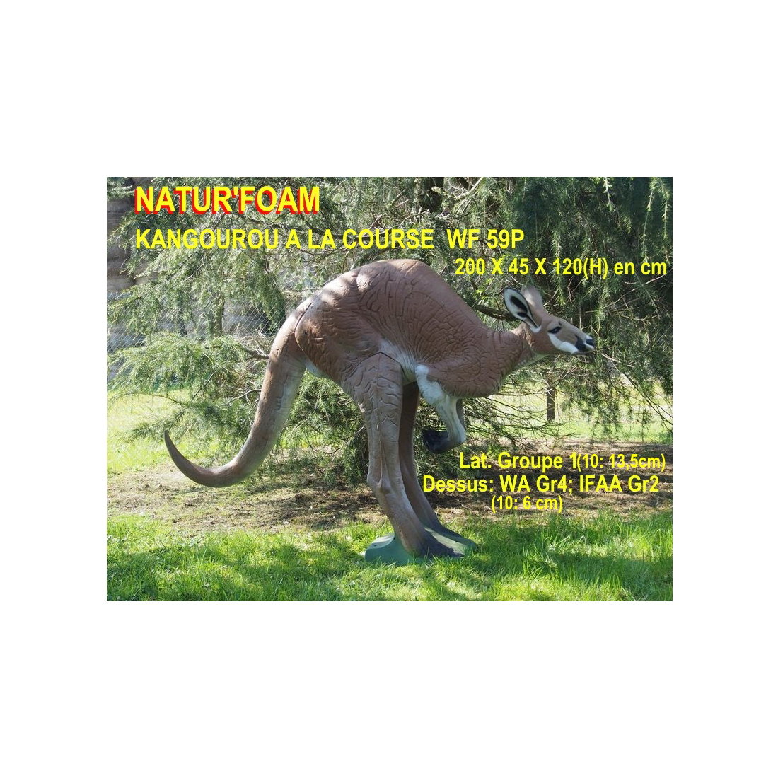 Dier, Kangoeroe, Zoogdier